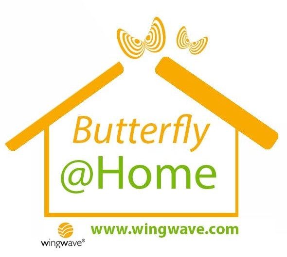 schimanski hamburg wingwave coaching