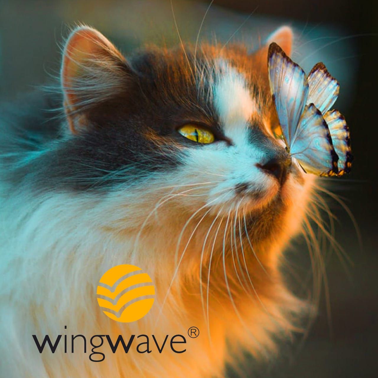 schimanski hamburg wingwave coaching